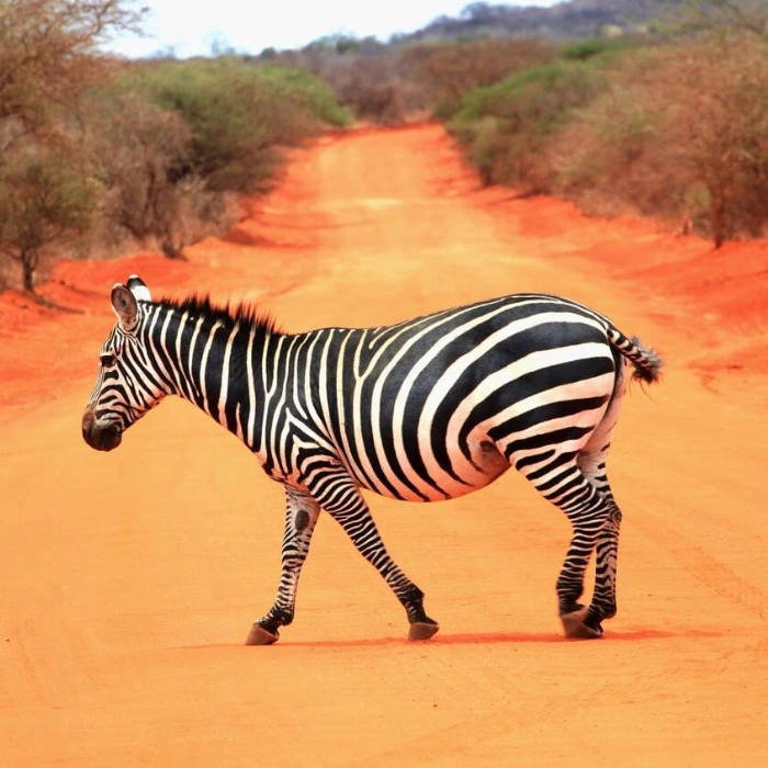 Tsavo West Wildlife