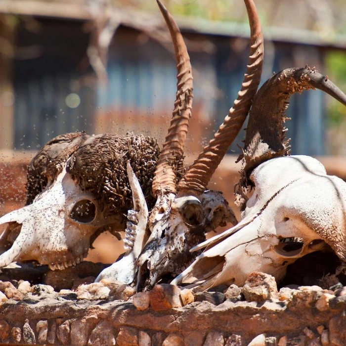 Tsavo East Wildlife