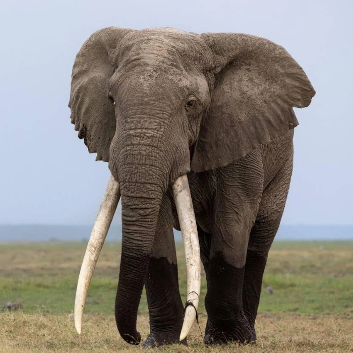 Amboseli Wildlife