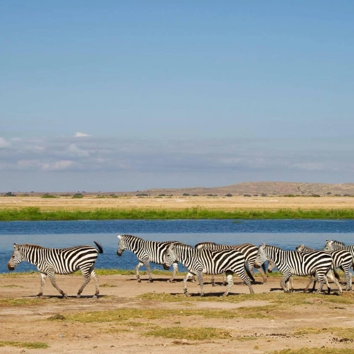 Amboseli Wildlife