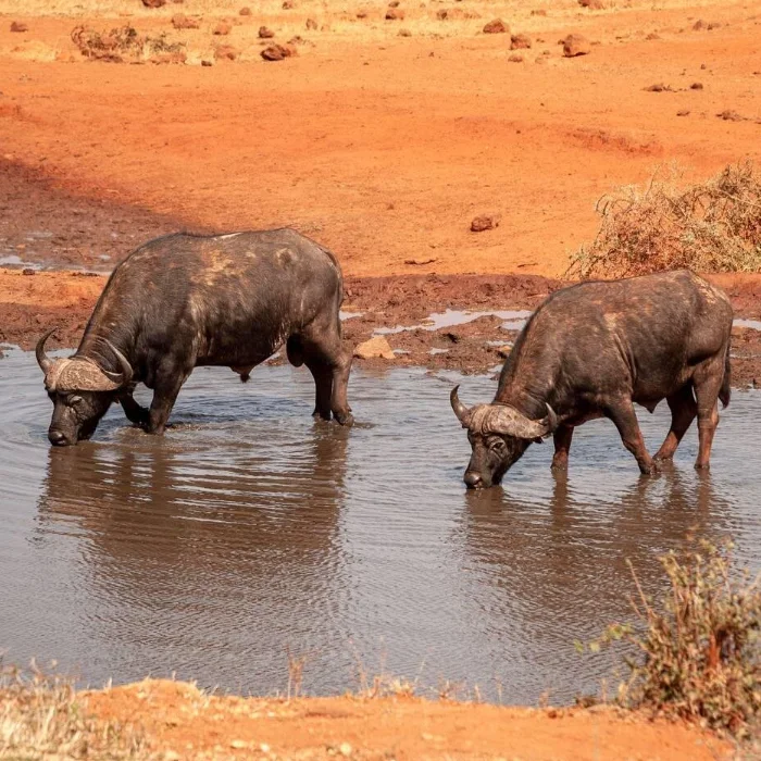 Tsavo West Wildlife