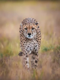 Amboseli Wildlife Safari