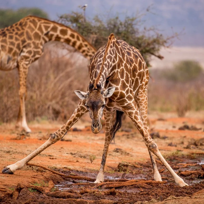 Tsavo West Wildlife