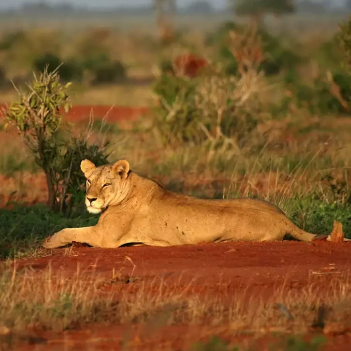 Tsavo East Wildlife