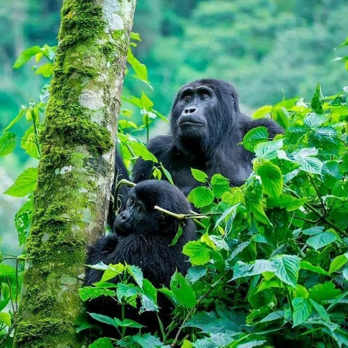 4-days-lake-mburo-safari-gorilla-trekking-in-bwindi-and-lake-bunyonyi-tour-uganda-2