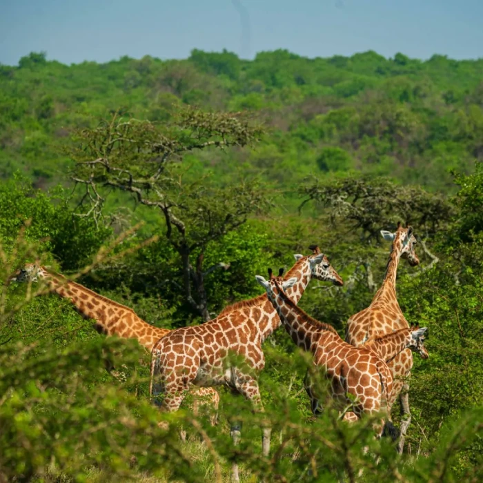 4-days-lake-mburo-safari-gorilla-trekking-in-bwindi-and-lake-bunyonyi-tour-uganda-3