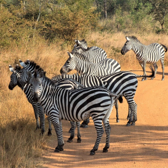 4-days-lake-mburo-safari-gorilla-trekking-in-bwindi-and-lake-bunyonyi-tour-uganda-4