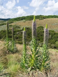 Aberdare National Park Attractions