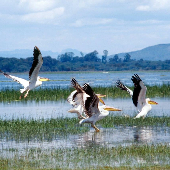 Lake Naivasha Birdlife