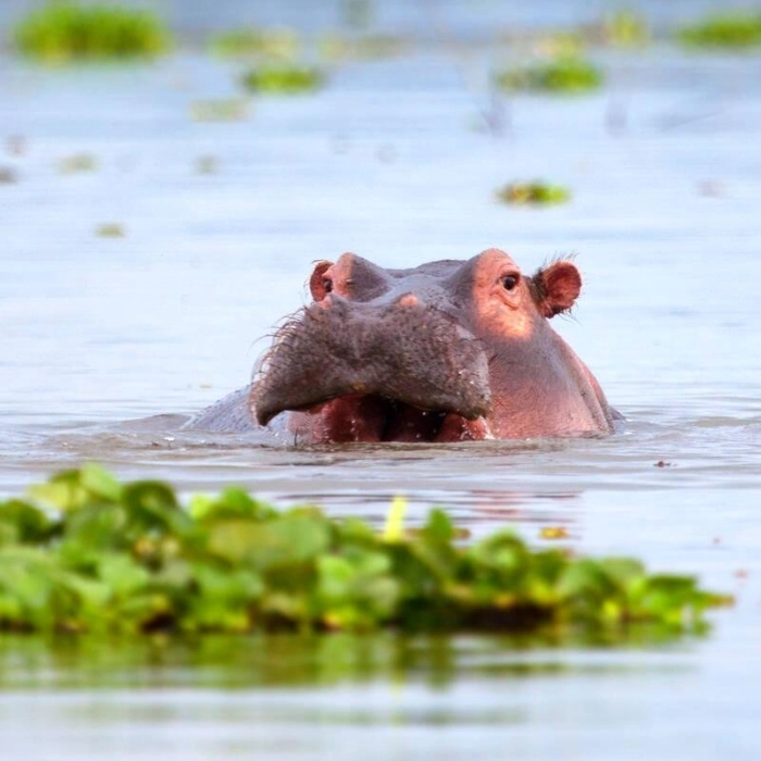 Lake Nakuru Wildlife