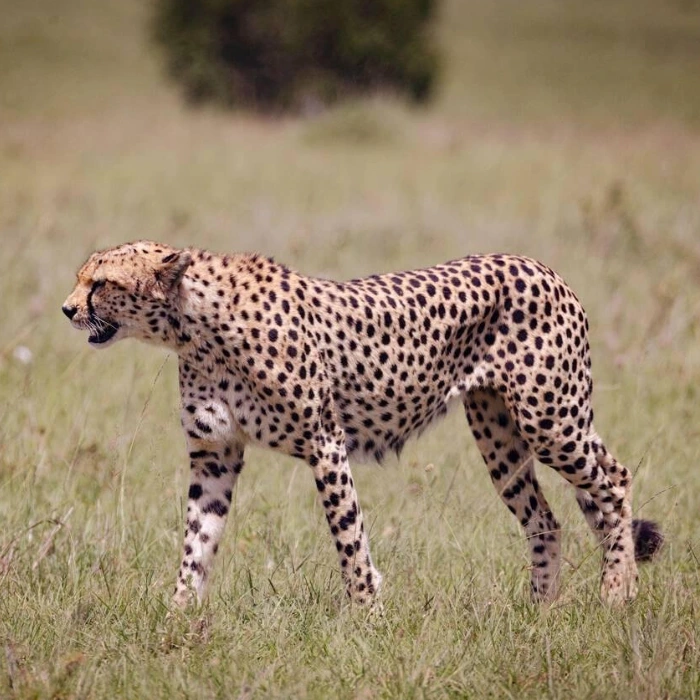 Maasai Mara Wildlife