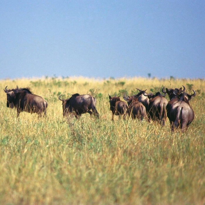 Maasai Mara Wildlife