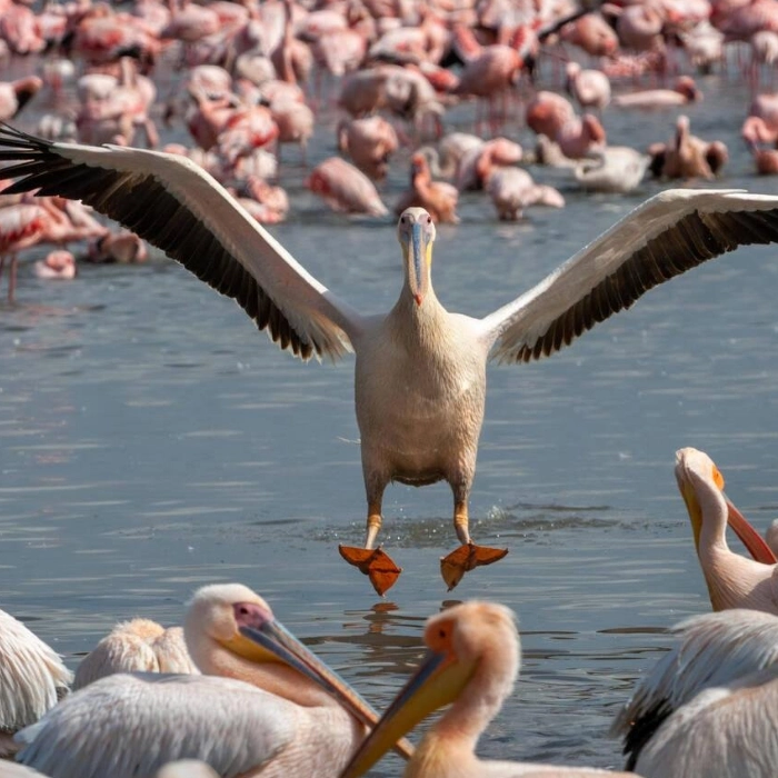 Lake Nakuru Birdlife