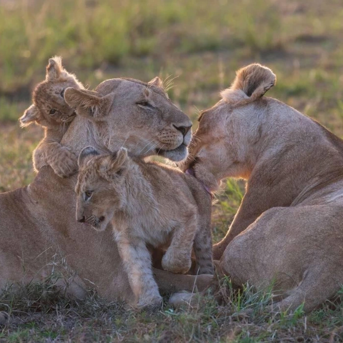 Maasai Mara Wildlife