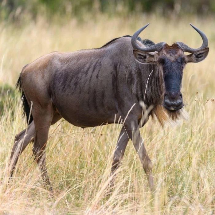 Maasai Mara Wildebeest