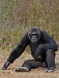 Ol Pejeta Chimpanzee