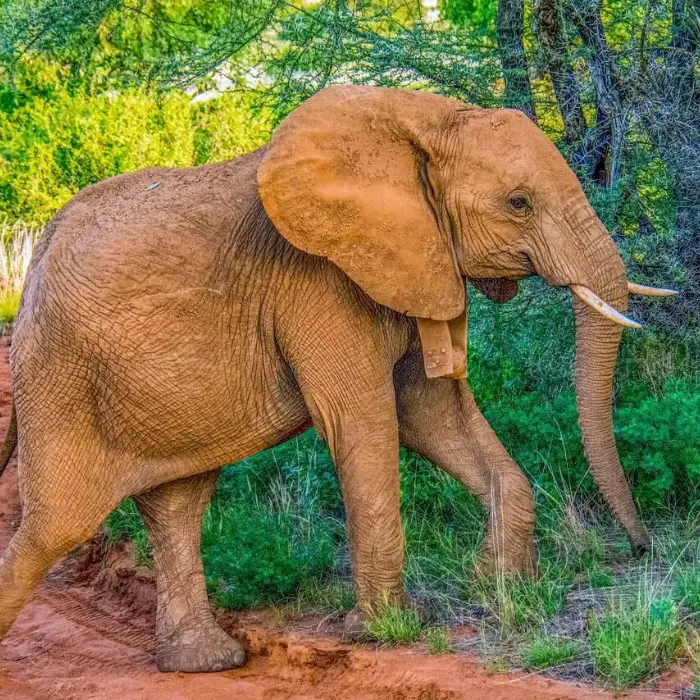 Samburu Wildlife