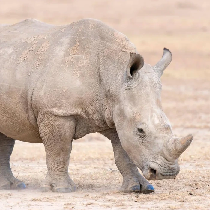 Ol Pejeta Wildlife