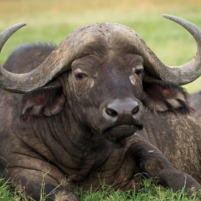 Ol Pejeta Wildlife