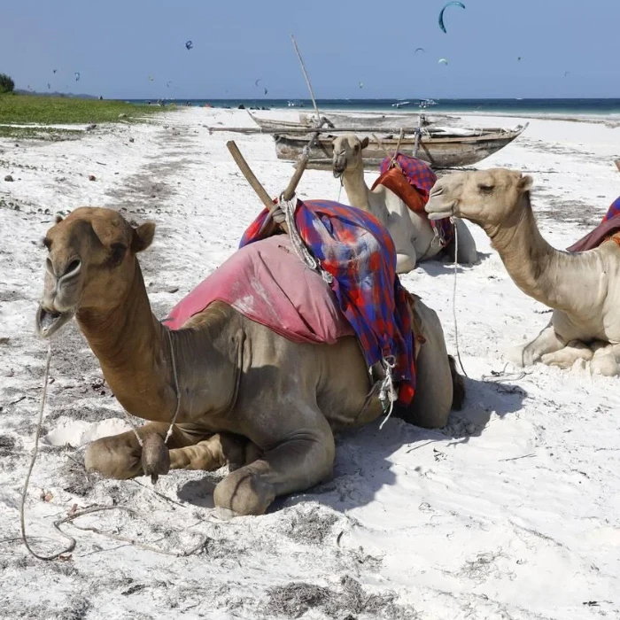 Diani Beach Attractions