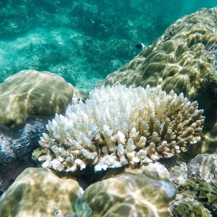 Coral Reef