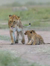 Masai Mara Wildlife Safari Attractions