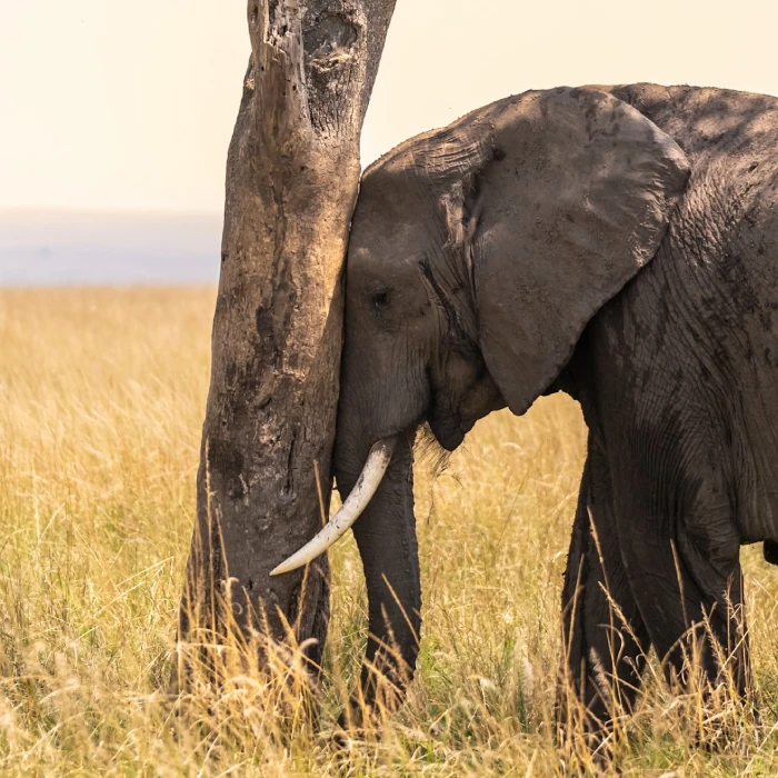 Masai Mara Wildlife