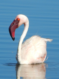 Lake Nakuru Birdlife