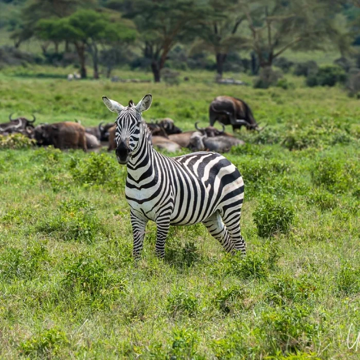 Lake Naivasha Wildlife