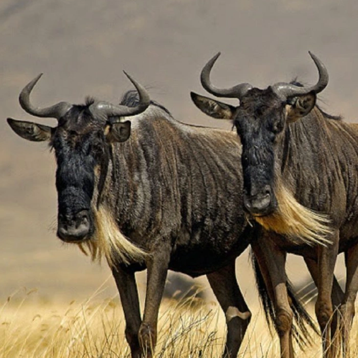 Maasai Mara Wildlife
