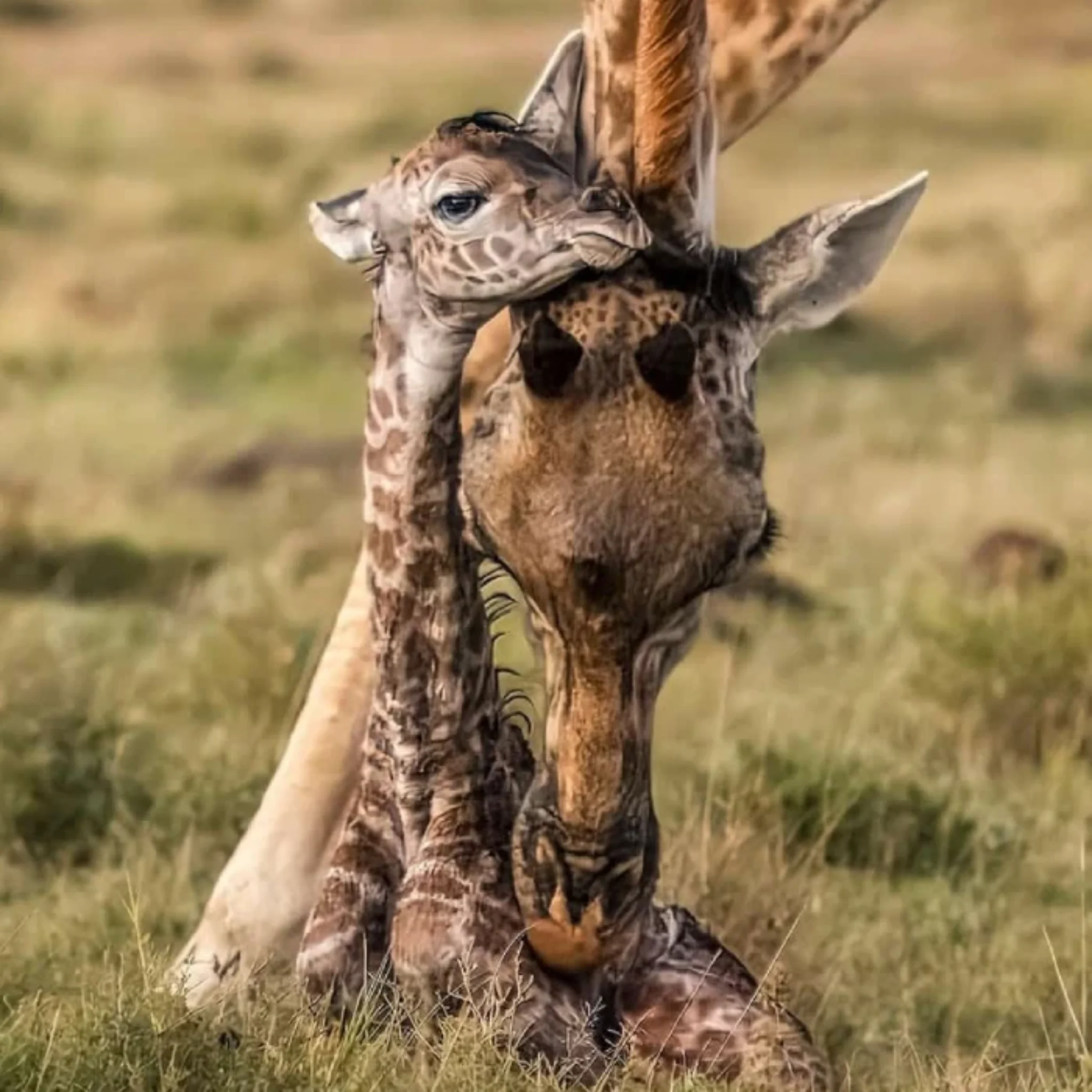 6-days-amboseli-lake-nakuru-maasai-mara-safari-2