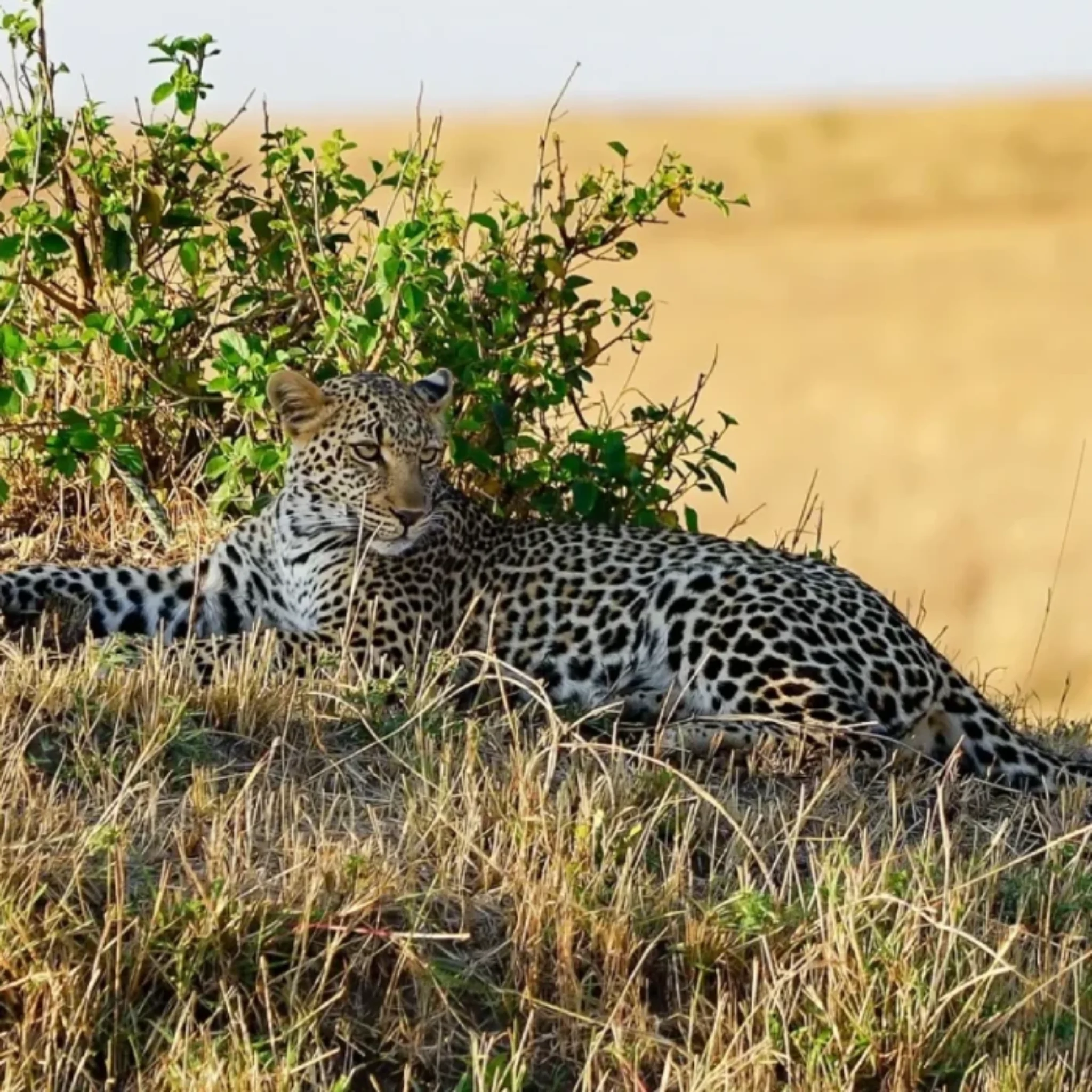6-days-amboseli-lake-nakuru-maasai-mara-safari-3