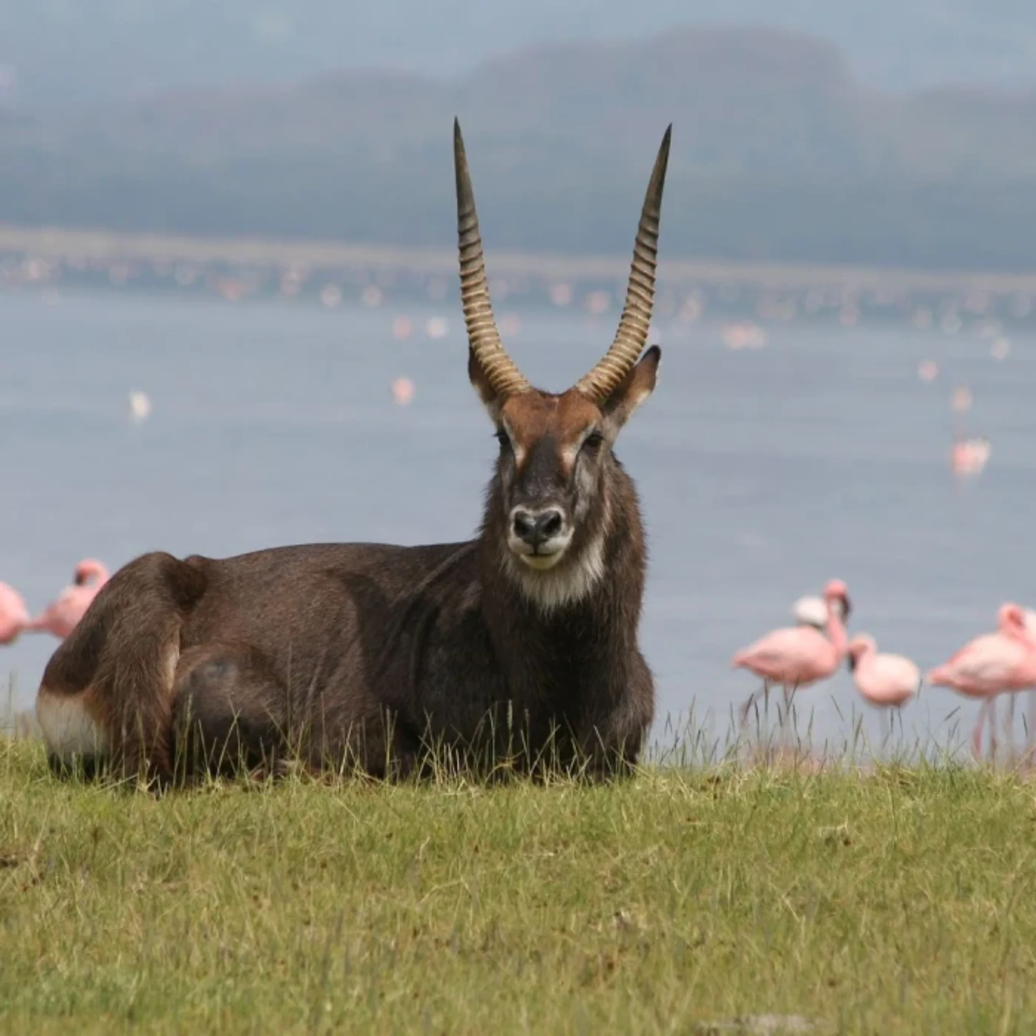 6-days-amboseli-lake-nakuru-maasai-mara-safari-4
