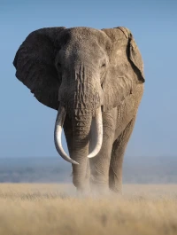 Amboseli National Park