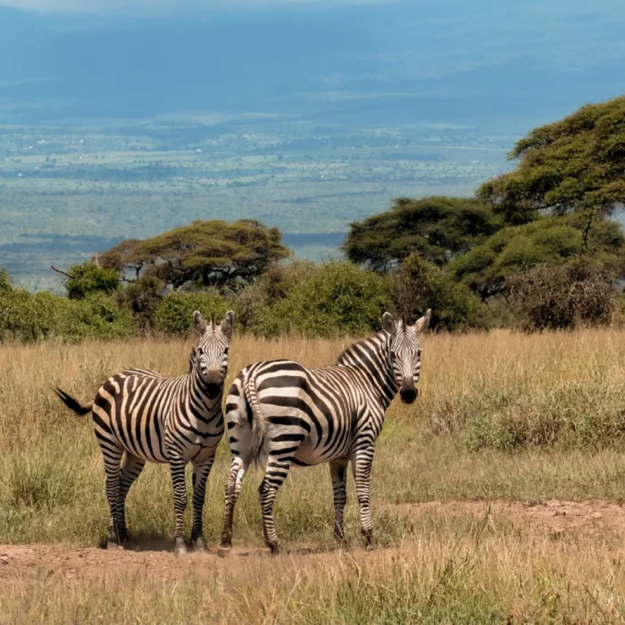 Amboseli Wildlife