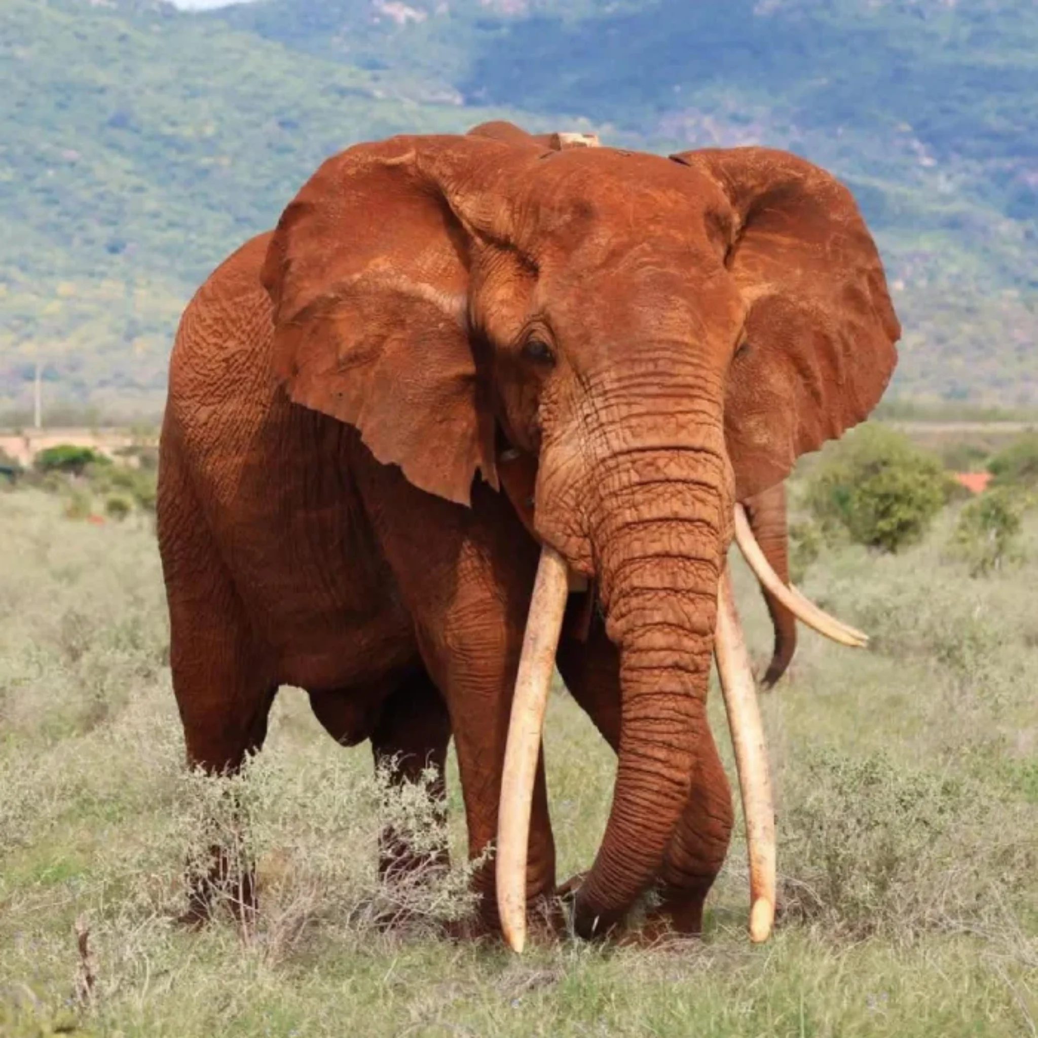 Tsavo East Wildlife Attractions