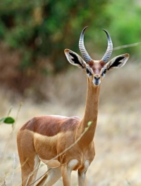Samburu Attractions