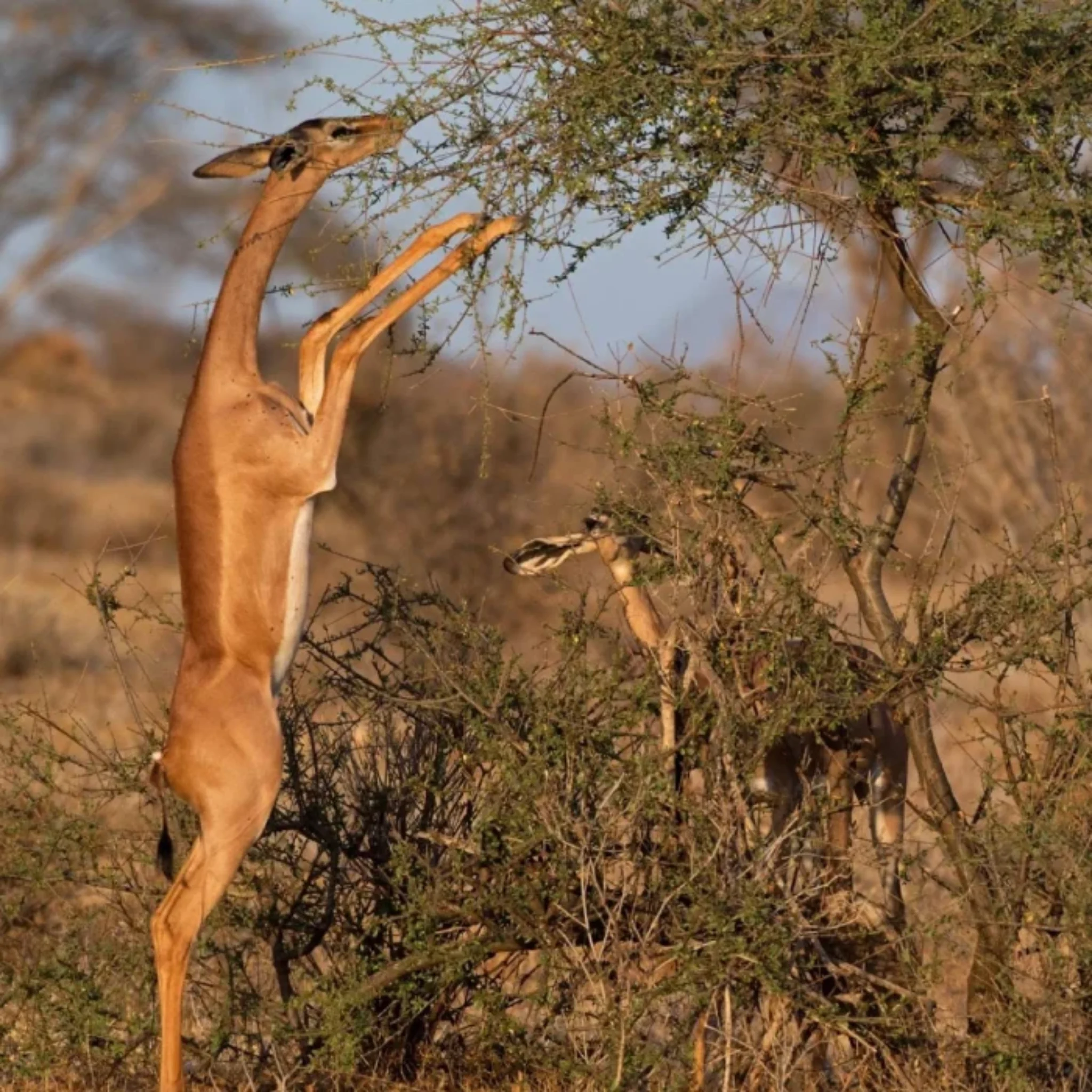 Samburu Wildlife Attractions