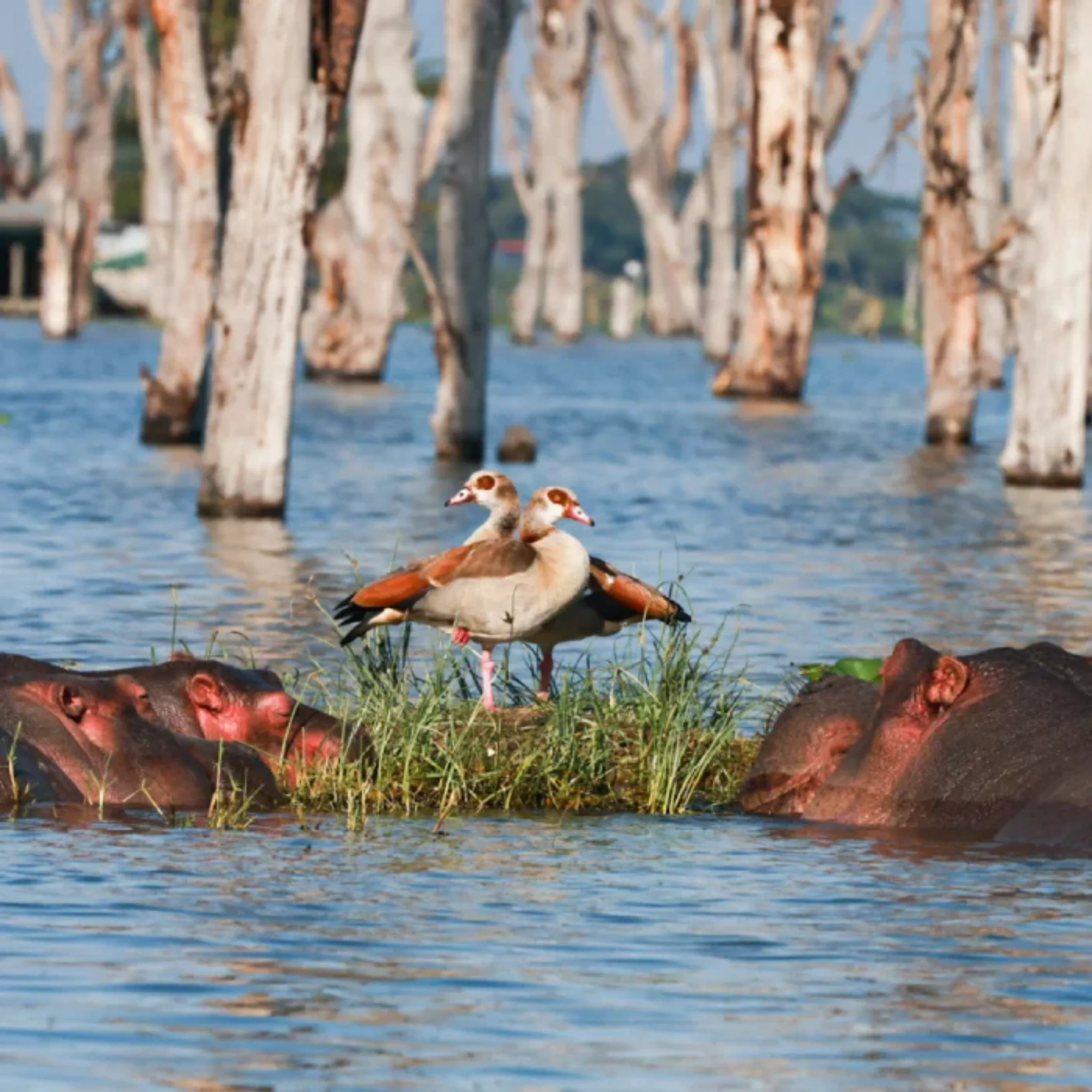 Lake Naivasha Attractions