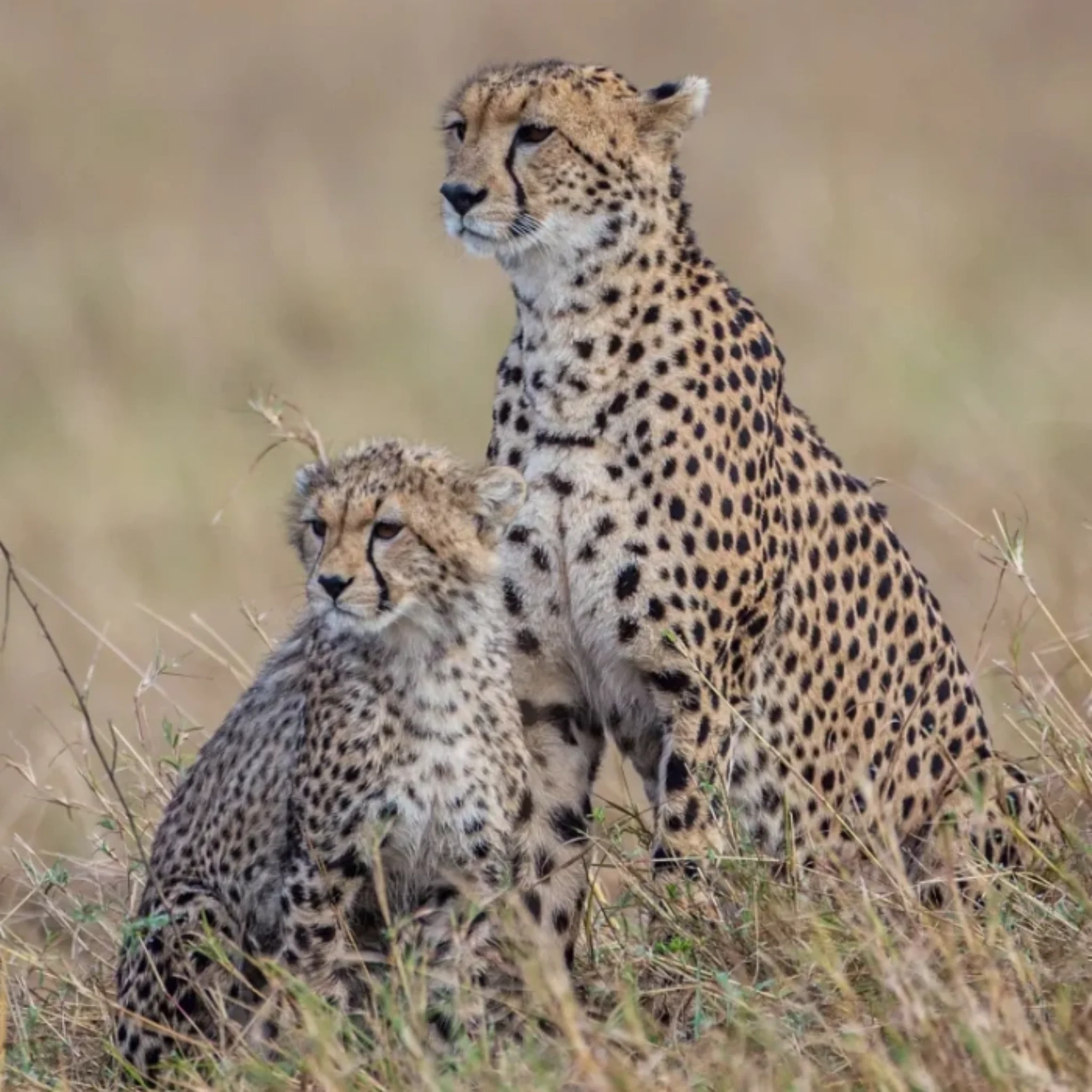 Masai Mara Wildlife