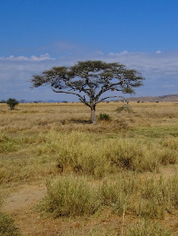 Serengeti Attractions