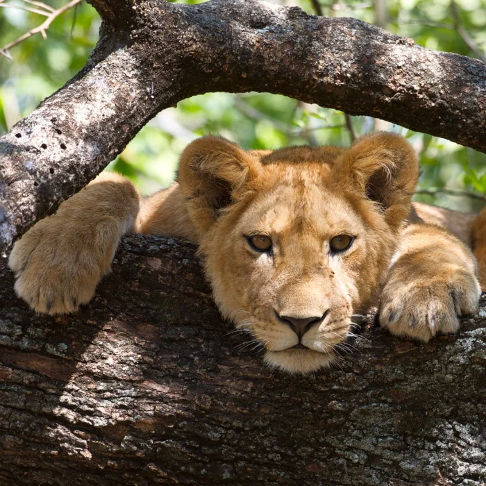 Lake Manyara Wildlife
