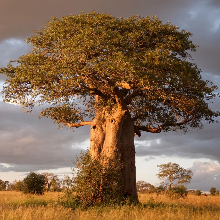 Tarangire Attractions