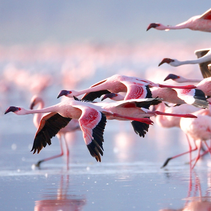 Lake Manyara Birdlife