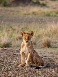 Maasai Mara Wildlife
