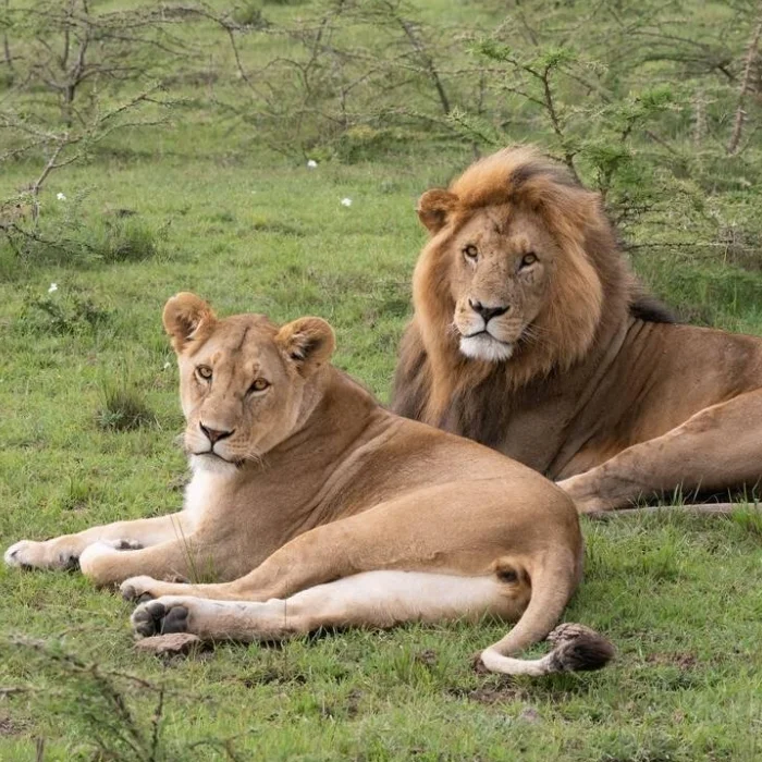 Maasai Mara Wildlife