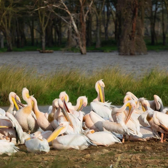 Lake Nakuru Birdlife