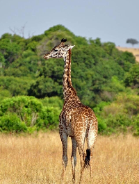 Maasai Mara Wildlife