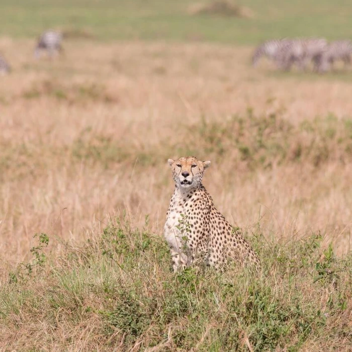 Maasai Mara Wildlife
