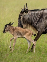 Masai Mara Wildebeest